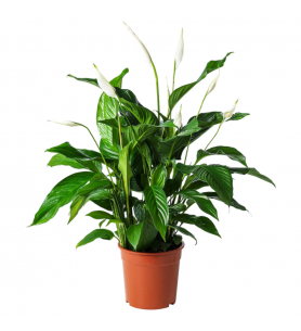 Spathiphyllum Barış çiçeği